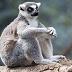 LemuRUSS